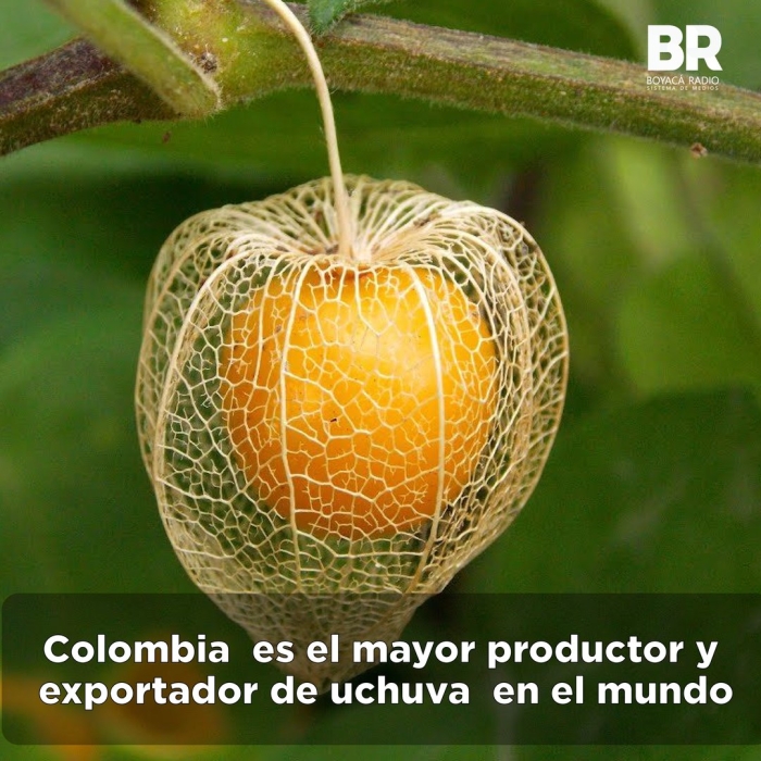 Физалис перуанский