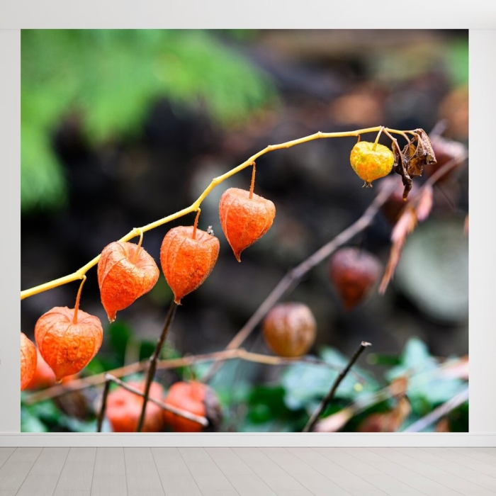 Ягода физалис