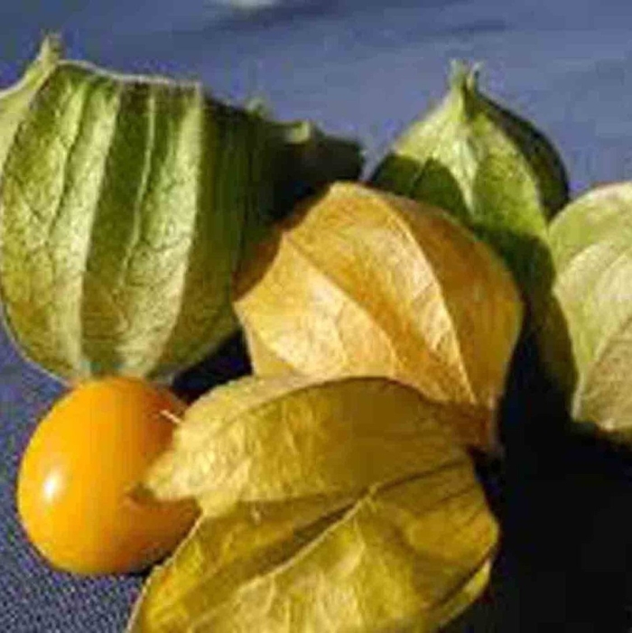 Физалис колумб