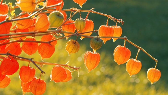 Физалис многолетник или однолетник