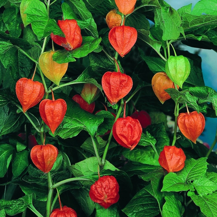 Физалис алькекенги