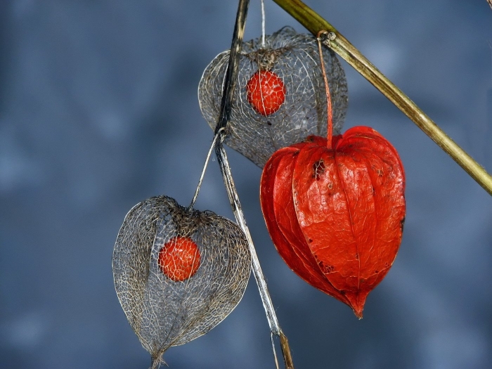 Ягода физалис