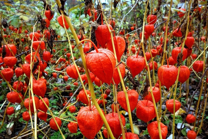 Физалис куст