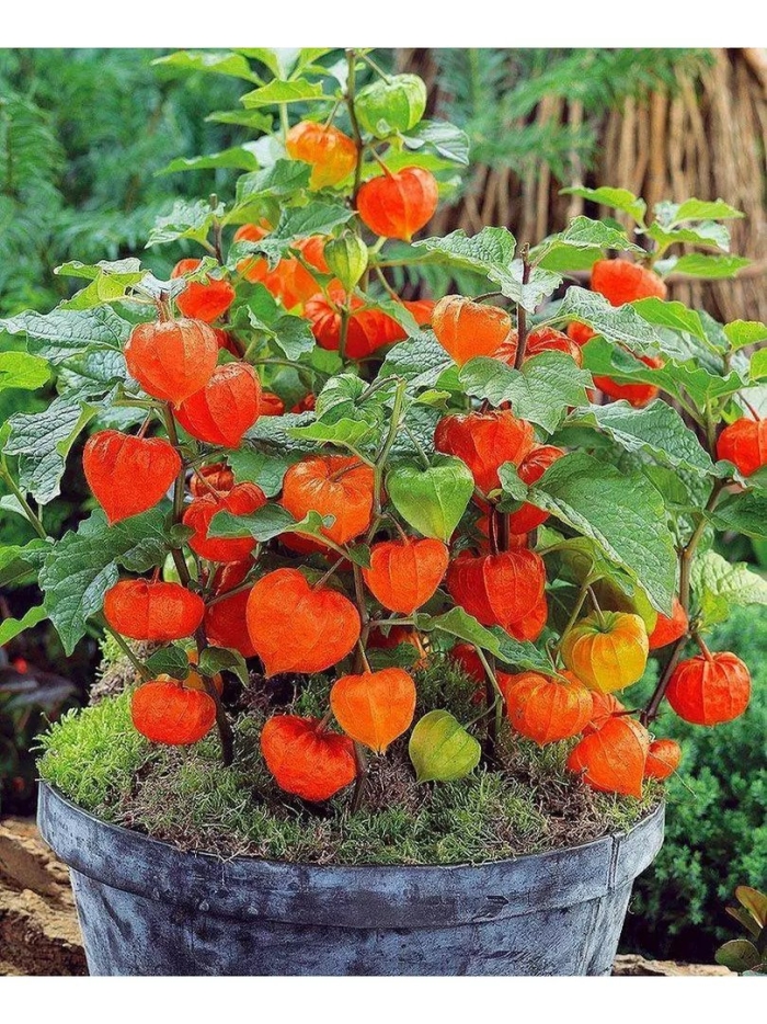 Физалис декоративный