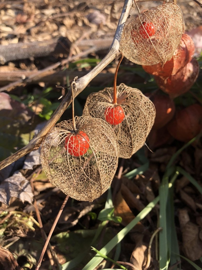 Ответка на верн самые странные растения
