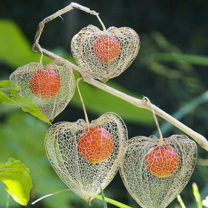 Физалис сетчатый