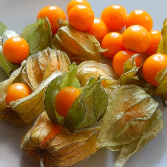 Физалис съедобный