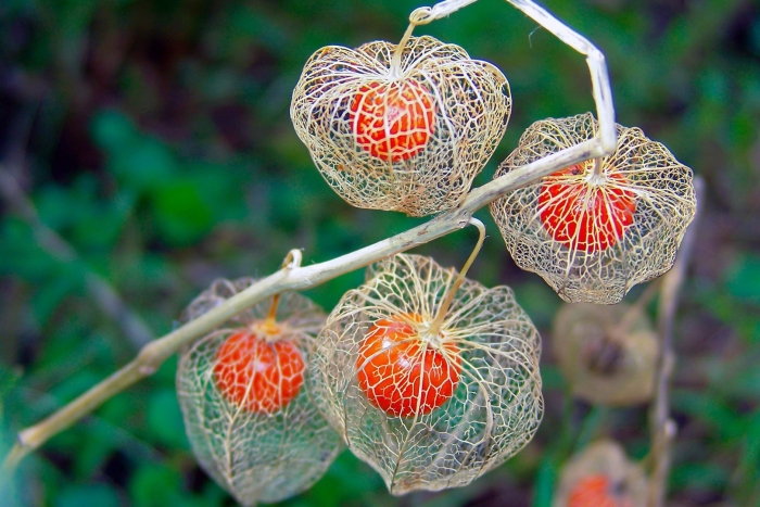 Physalis peruviana