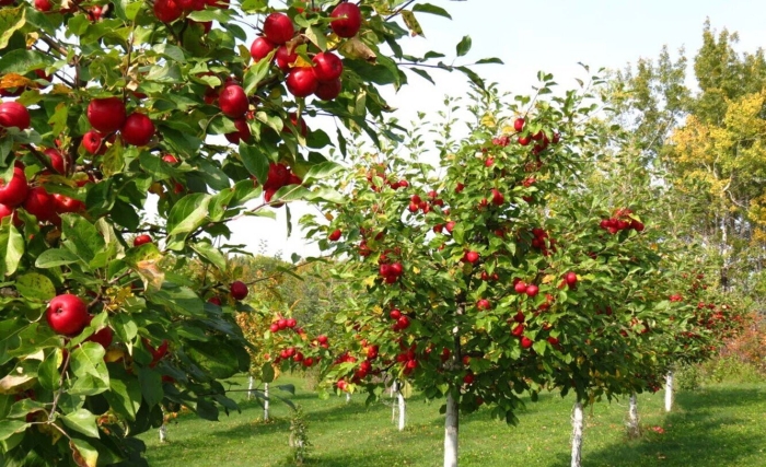 Яблоня земляничное