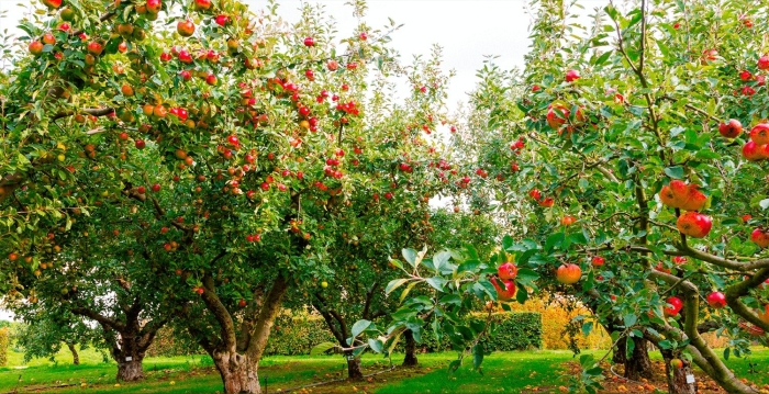 Дерево яблони жарден