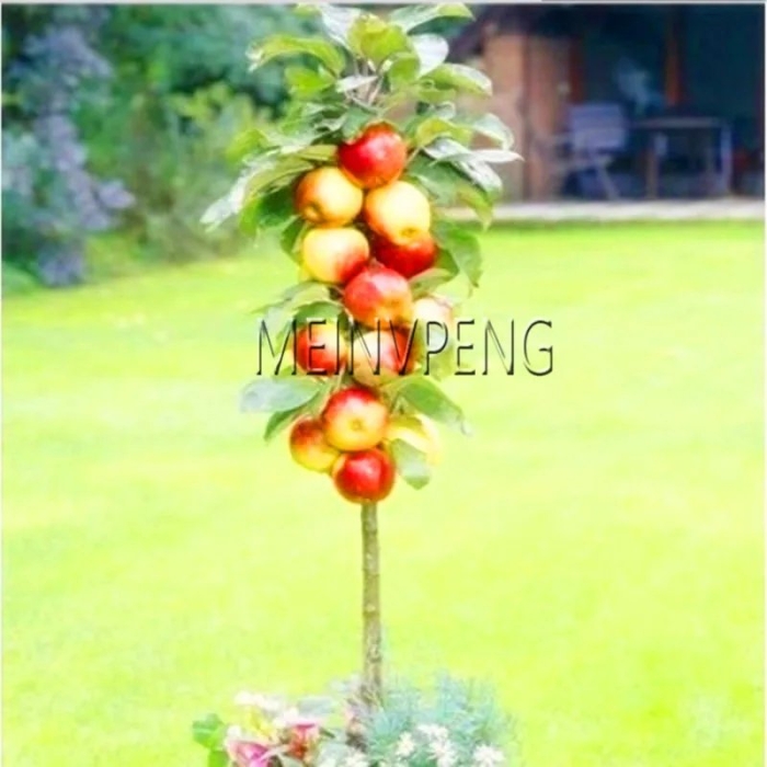 Яблоня колоновидная красная