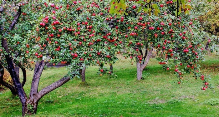 Яблони в саду