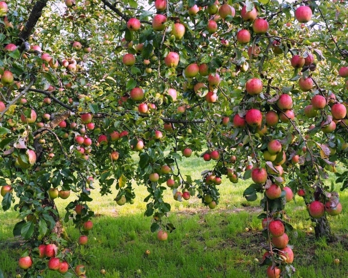Плодовое дерево