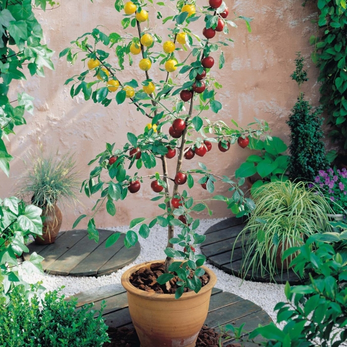 Нектарин карликовый рубис