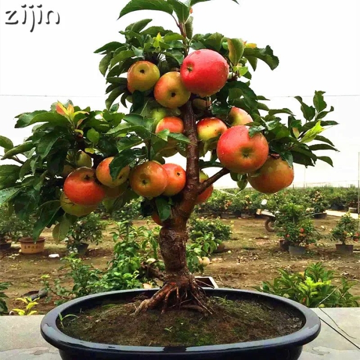 Карликовые яблони бонсай