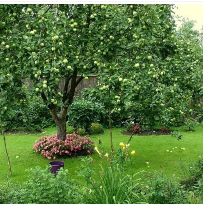 Яблоня ниваки