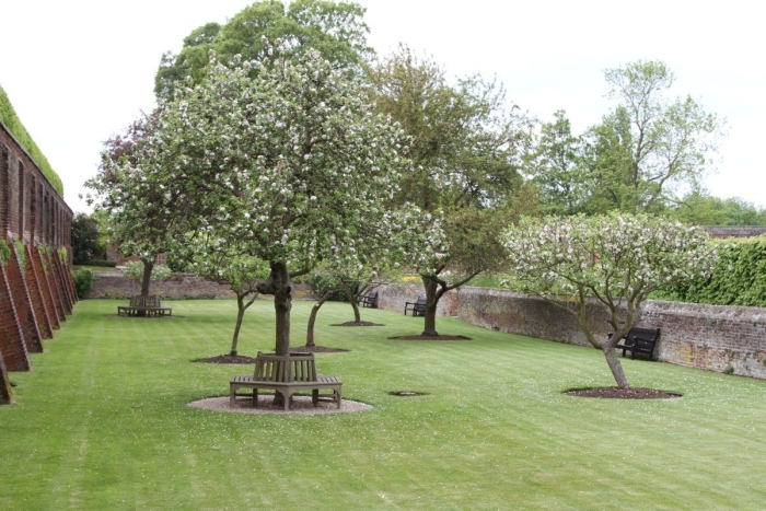 Айва дерево или кустарник