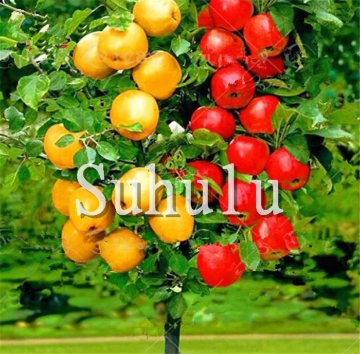 Колоновидная яблоня дерево