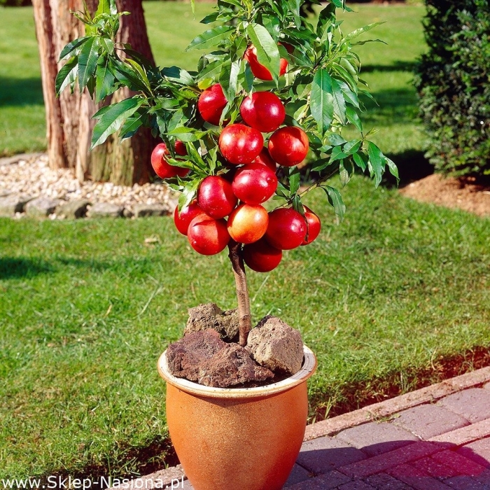 Персик колоновидный штайнберг