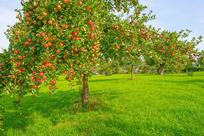 Apple tree