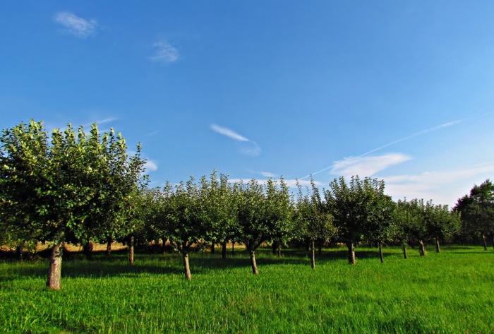 Яблоневые сады