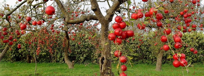 Яблоня с яблоками