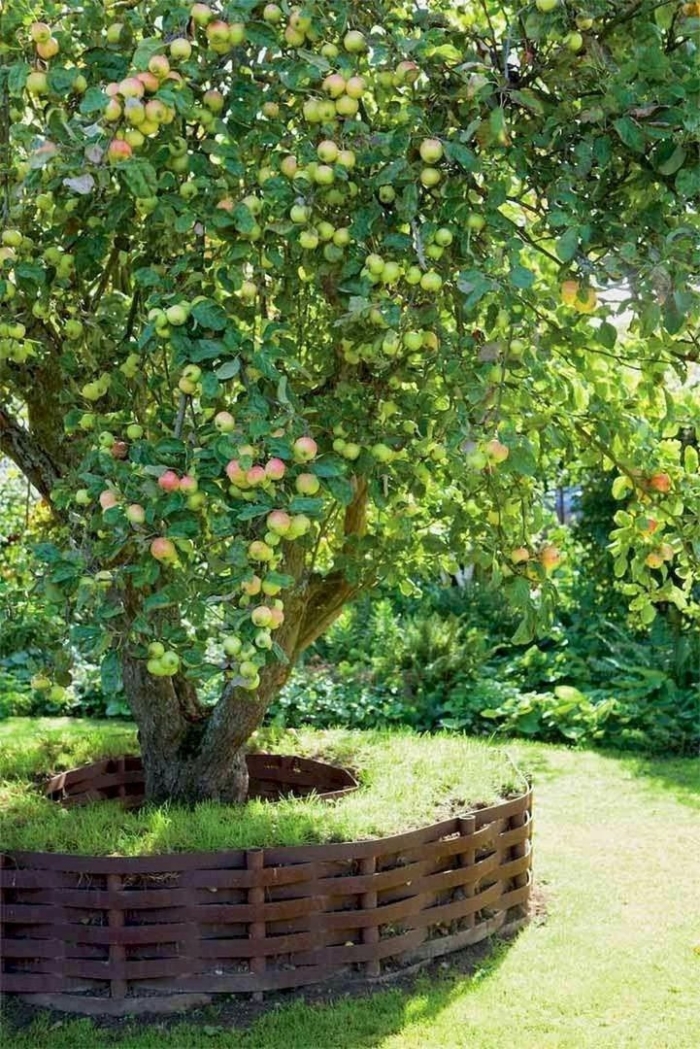 Яблоня кустовая кроха