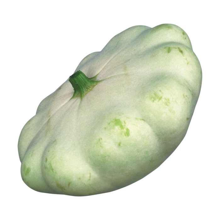 Патиссон кукурбита