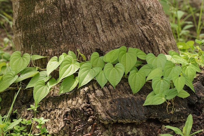 Диоскорея бульбифера