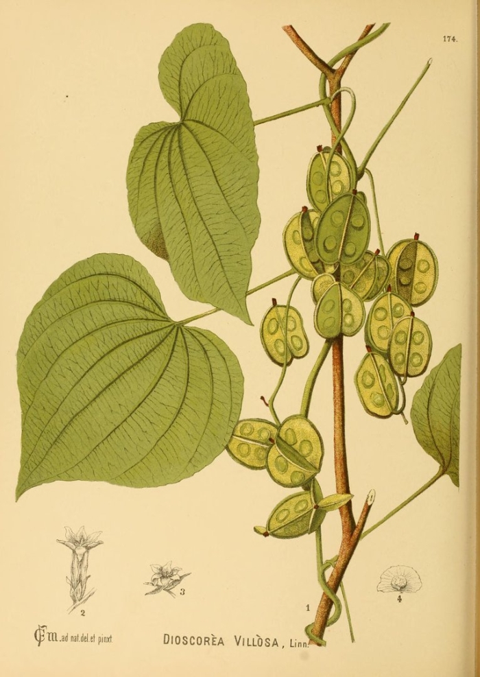 Диоскорея ниппонская