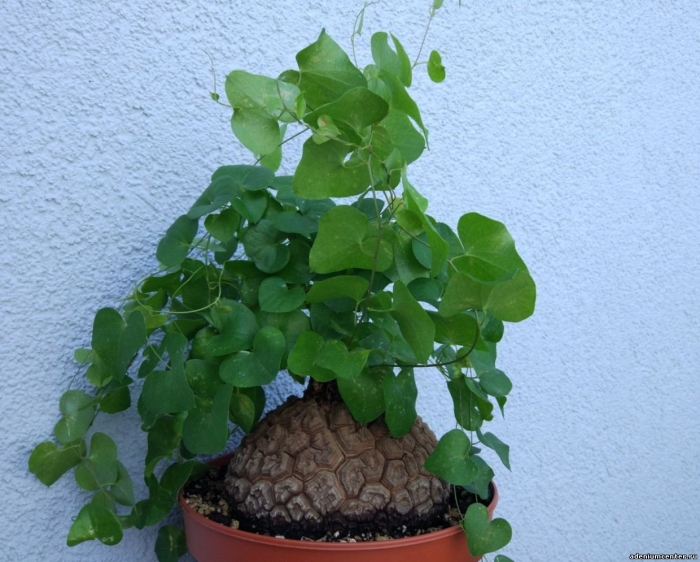 Диоскорея elephantipes