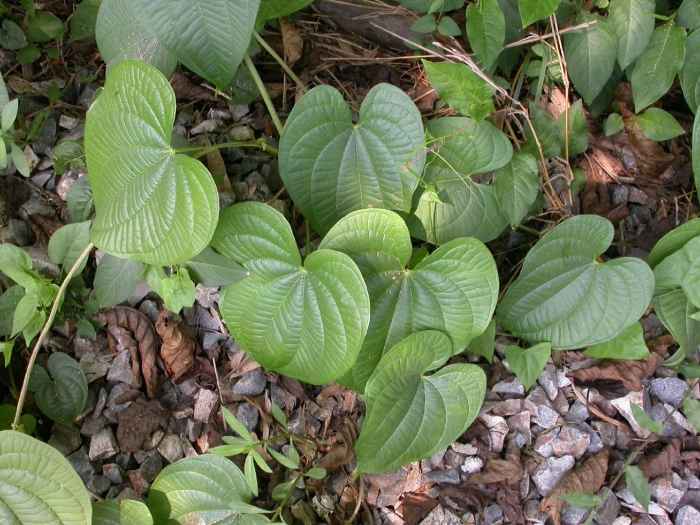 Диоскорея бульбифера