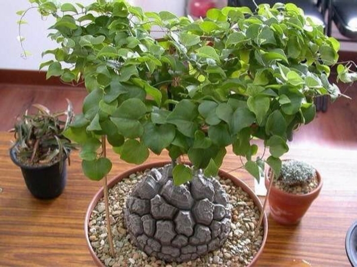 Диоскорея слоновая