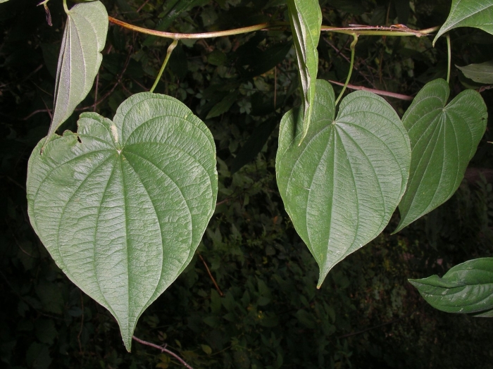 Dioscorea floribunda