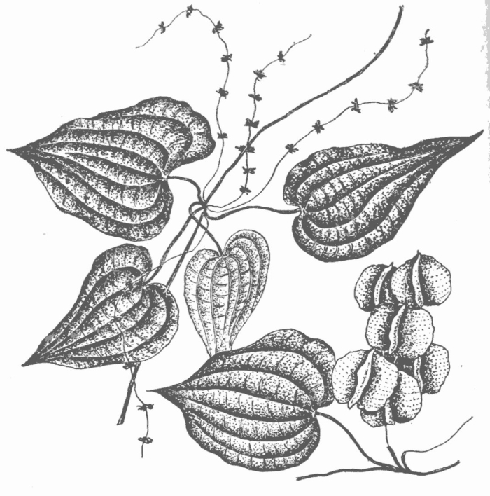 Диоскорея многокистевая