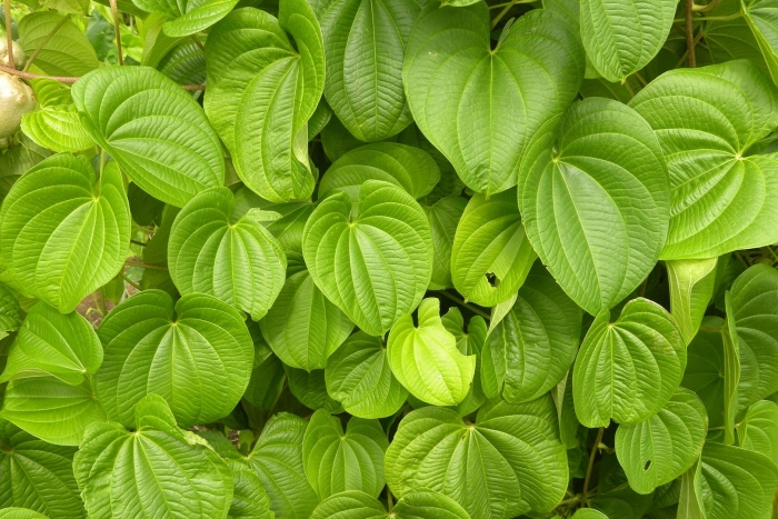 Диоскорея кавказская