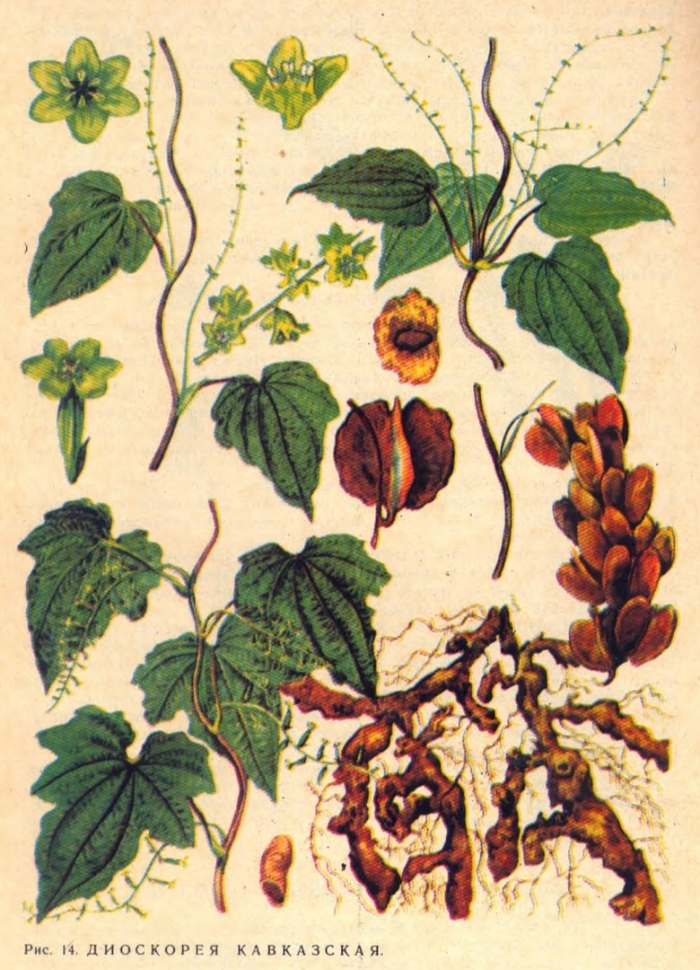 Диоскорея ниппонская корень