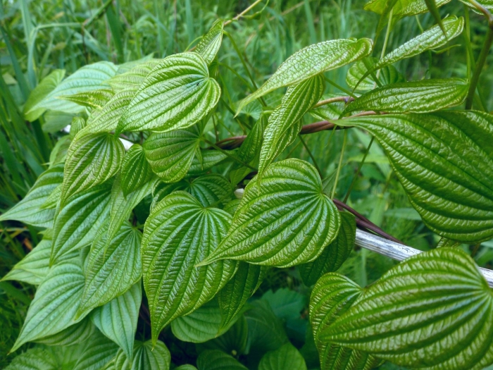 Диоскорея (дикий ямс)