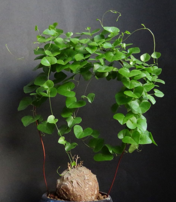 Диоскорея комнатное растение