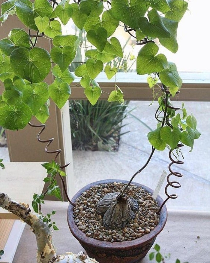 Диоскорея элефантипес