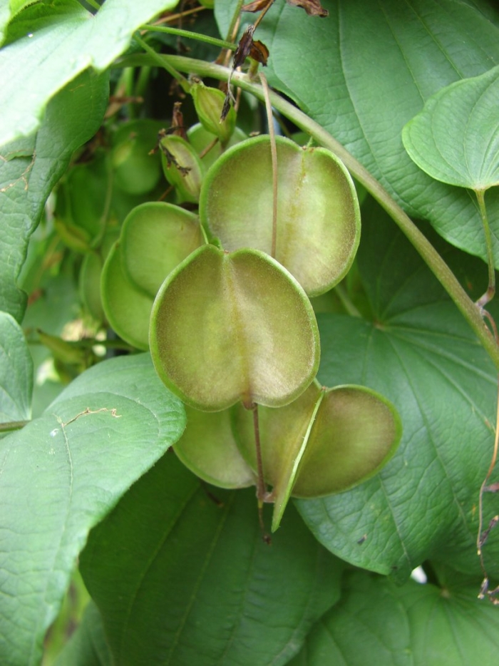 Диоскорея японская