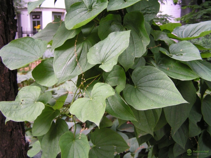 Диоскорея лиана