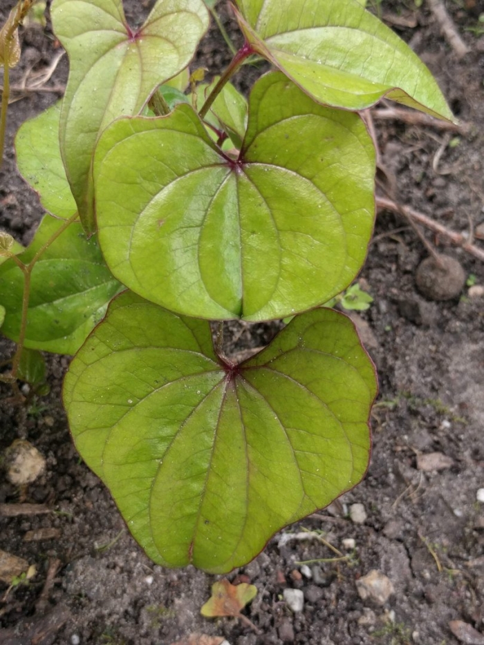 Диоскорея растение