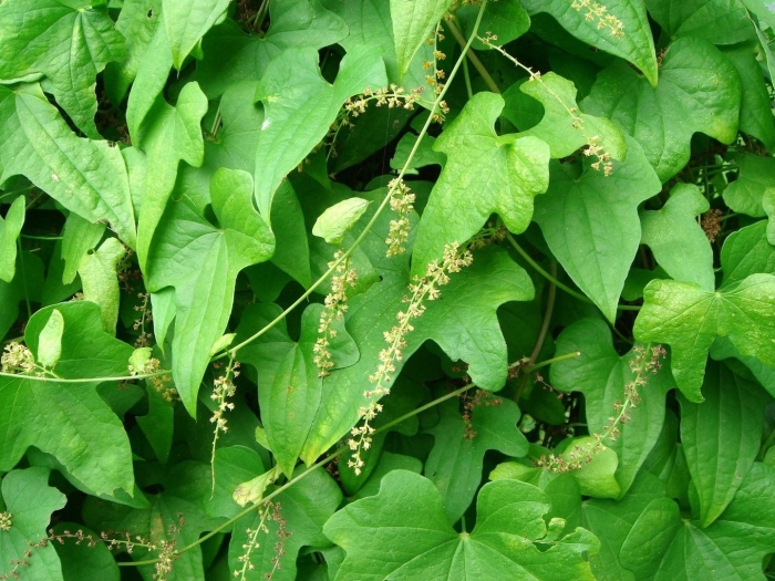 Лиана диоскорея ниппонская