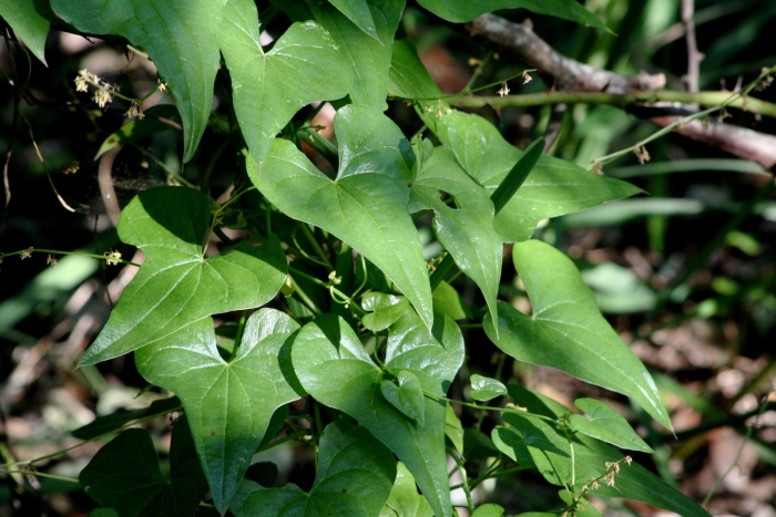 Dioscorea communis