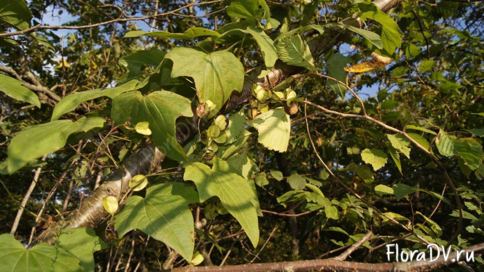 Dioscorea nipponica