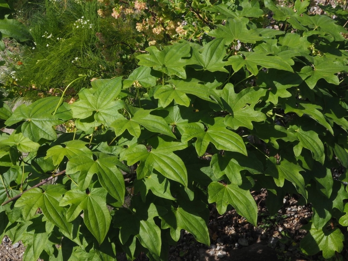 Диоскорея обыкновенная