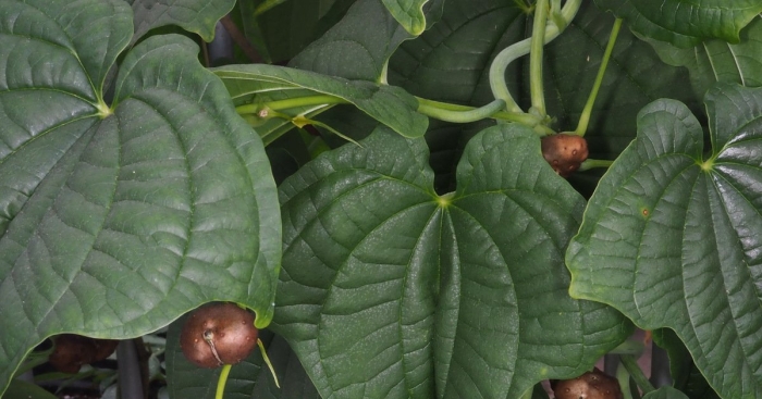 Dioscorea sansibarensis