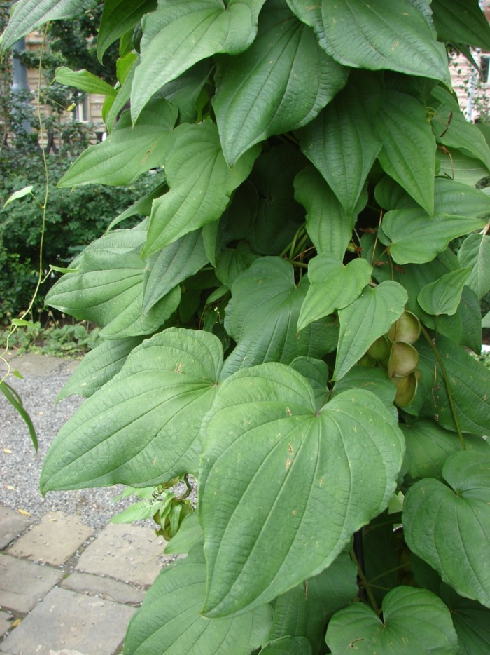 Диоскорея кавказская ниппонская