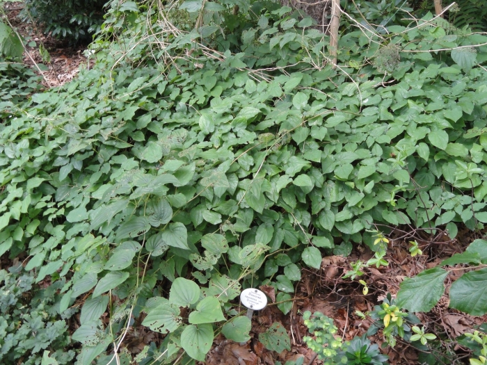 Dioscorea caucasica